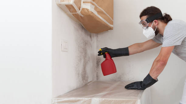 Professional Black Mold Remediation technician working in Budd Lake, NJ