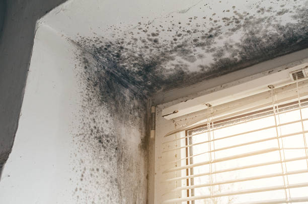 Affordable Black Mold Remediation solutions in Budd Lake, NJ